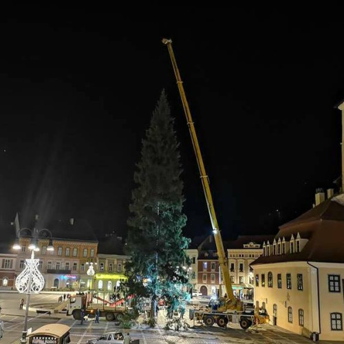 Brazii de Crăciun pentru Brașov, achiziționați de Primărie
