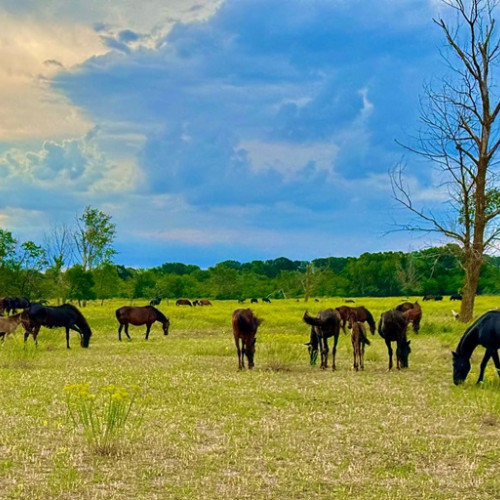 Proiecție de gala a filmului "Sălbatică splendoare a Dobrogei" la Constanța