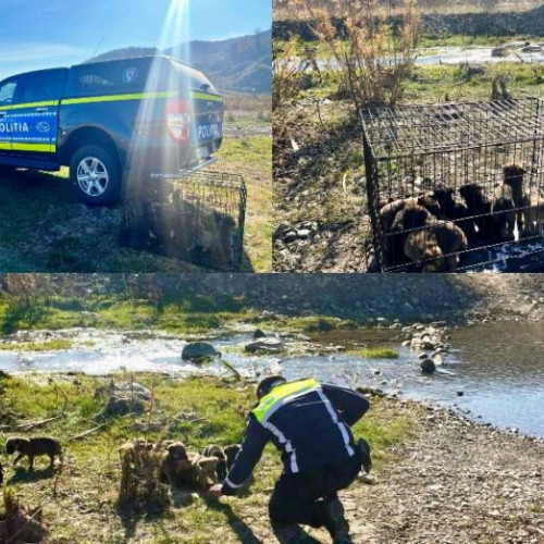 Salvarea câinilor abandonați în Vizantea Livezi și Câmpuri
