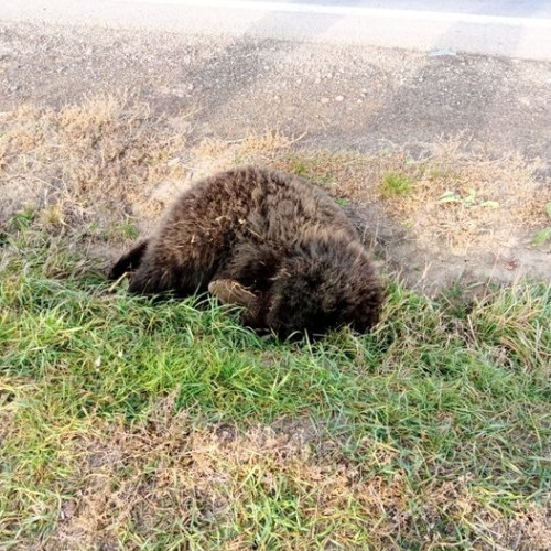 O ursoaică a fost ucisă de o mașină pe DN 11 Brașov-Târgu Secuiesc