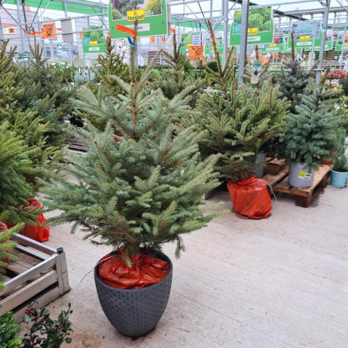 Brazii de Crăciun au început să apară în magazine