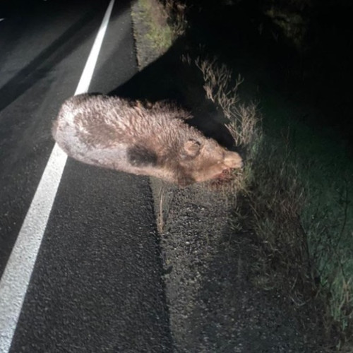 Un urs a fost omorât în urma unui accident rutier în Covasna