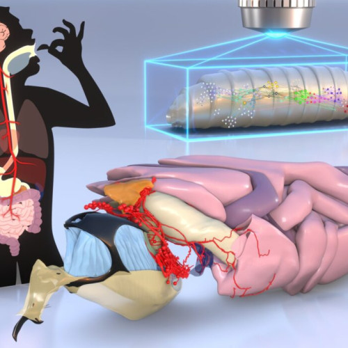 Microbiomul intestinal influențează ritmurile circadiene ale hormonilor de stres