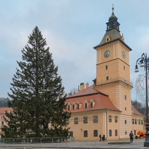 Bradul de Crăciun, cel mai înalt din România, a sosit în Piața Sfatului