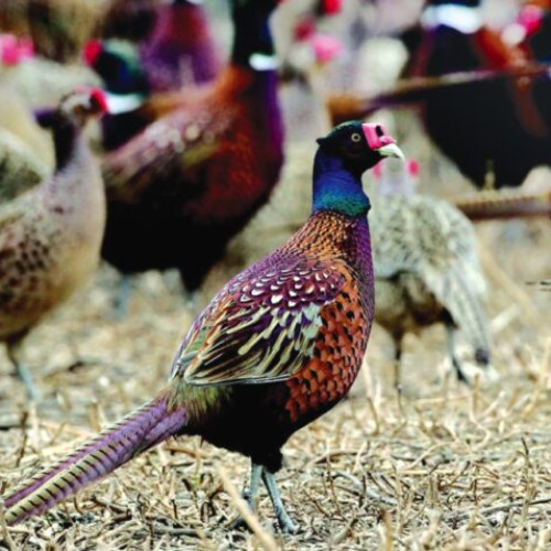 O mie de fazani eliberați în pădurile din județul Bacău