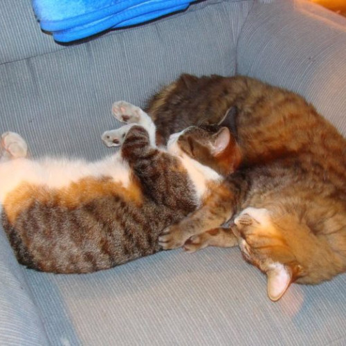 Ancheta Poliției Capitalei după un caz neobișnuit cu pisici