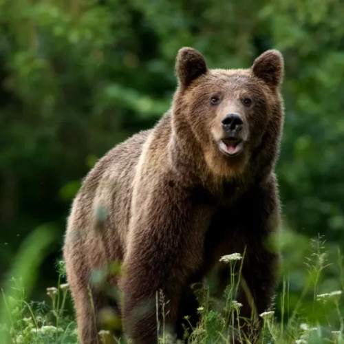 Teama locuitorilor din Covasna din cauza urșilor care atacă gospodăriile