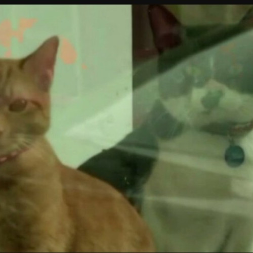 Două pisici drogate ajung la spital în urma unei neglijențe