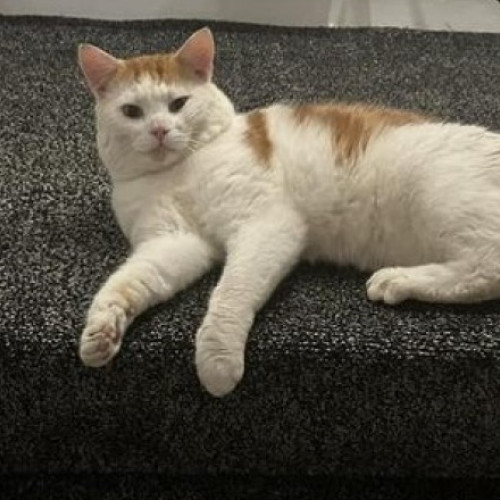 Motan dispărut din Scoția găsit la aproape 500 de kilometri distanță, în Anglia