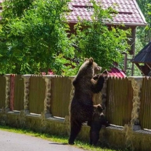 CJ Covasna contestă în instanță o asociație din Brașov care solicită suspendarea autorizatiilor de vânătoare a urșilor