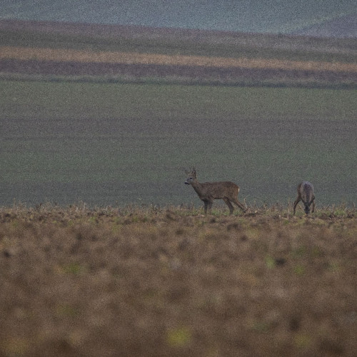 Imagini rare cu căprioare surprinse în județul Botoșani
