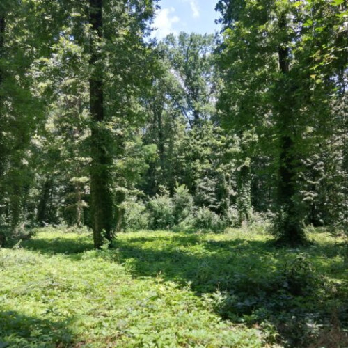 Primăria Sectorului 1 lansează un proiect pentru amenajarea pădurii Băneasa