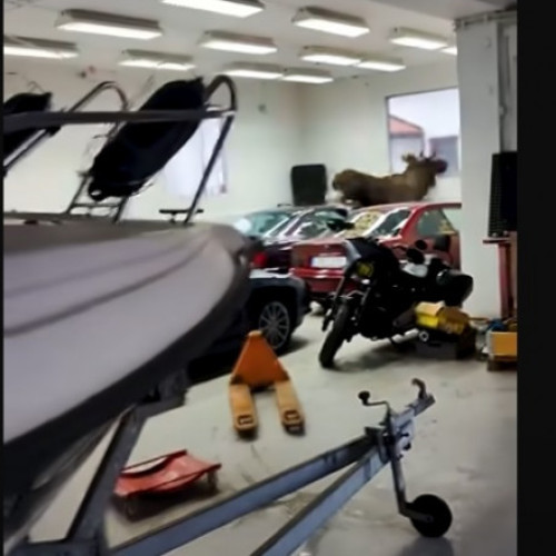 Un elan a provocat daune de 20.000 de dolari într-un garaj din Suedia