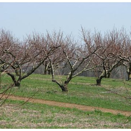 Amenzi drastice pentru fermieri privind utilizarea produselor de protecție a plantelor