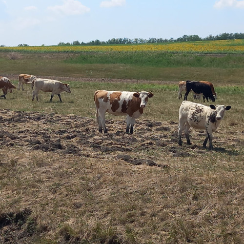 Seceta și prețul scăzut al laptelui pun în dificultate fermierii din Botoșani