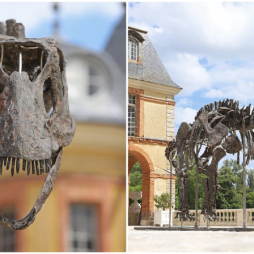 Scheletul uriaș de dinozaur vândut la licitație în Franța
