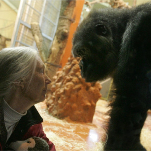 Jane Goodall avertizează asupra pericolelor extincției și schimbărilor climatice