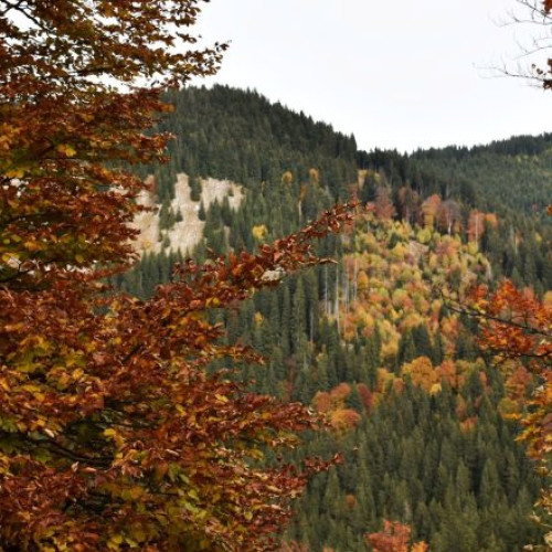 Avertizare de cod galben de ceață în județul Vrancea
