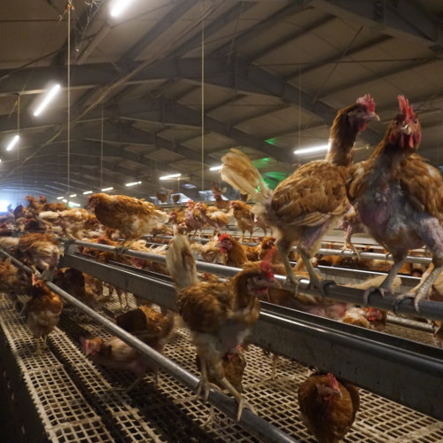 Ferma bio de găini ouătoare din Botoșani, un exemplu de succes în agricultura ecologică