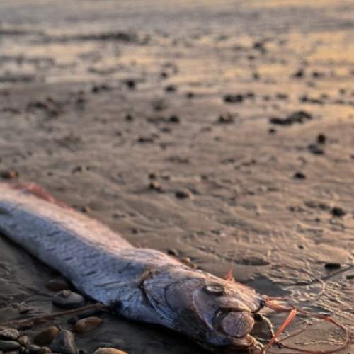 Peste rar, cunoscut ca &quot;peștele Apocalipsei&quot;, găsit pe plaja din California