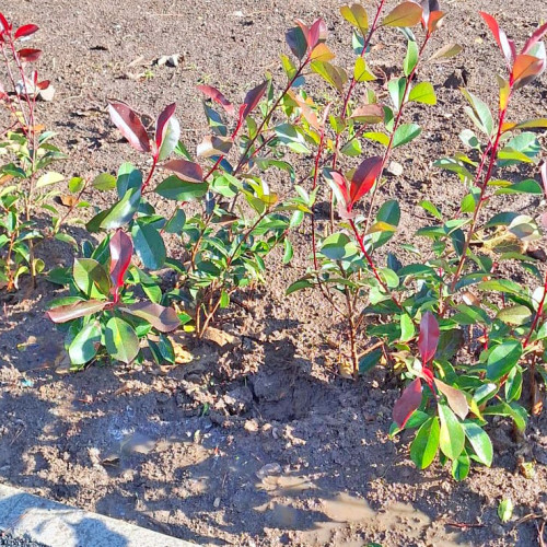 Dispariția plantelor proaspăt sădite în Constanța ridică semne de întrebare