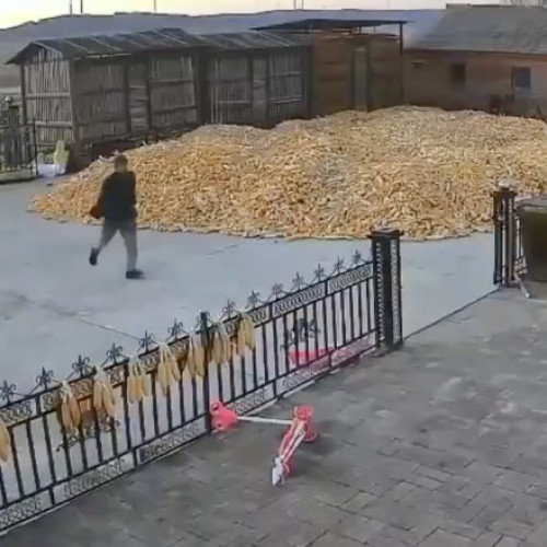 Avertisment în Heilongjiang: Localnicii, sfătuiți să se ferească de tigrii siberieni