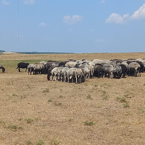 Proiect de lege pentru salariul minim de 4.000 de lei pentru ciobani