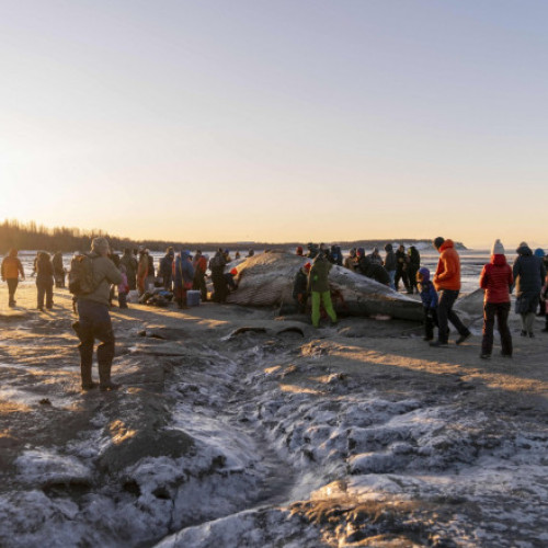 Cadavrul unei balene cu inotătoare a fost descoperit pe coasta din apropierea Anchorage
