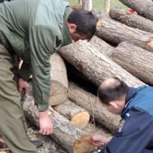 Hoț de material lemnos prins de polițiști la Târgu Jiu