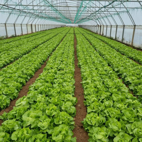 Sprijin pentru legumicultorii din Dâmbovița: peste 350 de cereri depuse