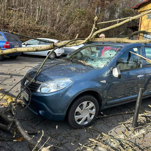 Intervenție de urgență la Brașov: un copac a căzut pe autoturisme