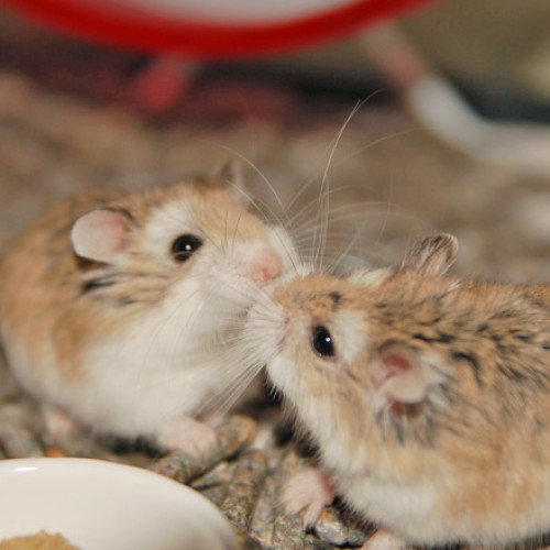 132 de rozătoare au evadat în timpul zborului Lisabona - Azore