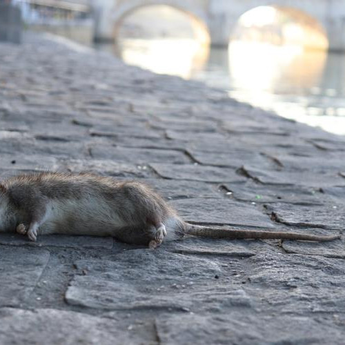 Clujenii se plâng de invazia șoarecilor și a șobolanilor