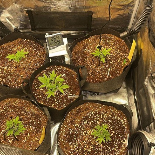 Arestări în cazul traficului de droguri în județul Constanța