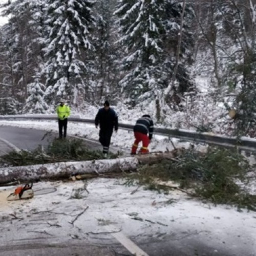 Copac căzut pe DN1, trafic blocat la kilometrul 147 în județul Brașov