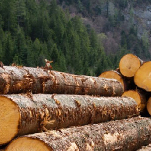 Ocoalele silvice din Harghita vând lemn de foc populației