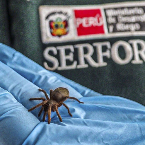Poliția din Peru a arestat un bărbat cu insecte lipite de corp