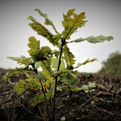 Regia Națională a Pădurilor - Romsilva va planta 3 milioane de puieți în campania de toamnă