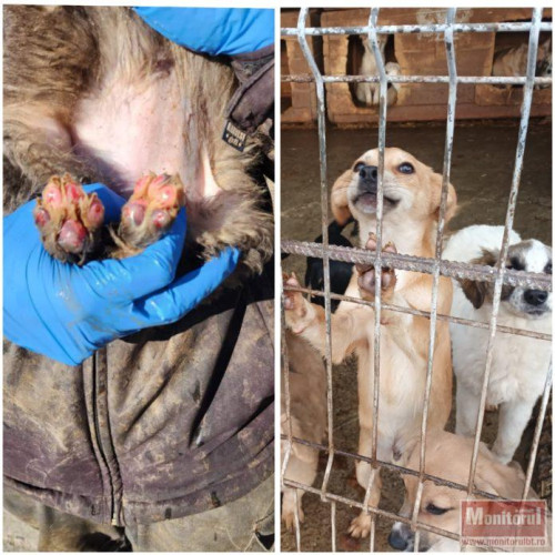 Situația dificilă a câinilor din Botoșani: peste 650 de patrupede în adăpost