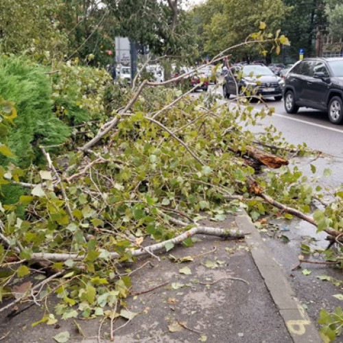 Căderi de copaci pe străzile din Constanța