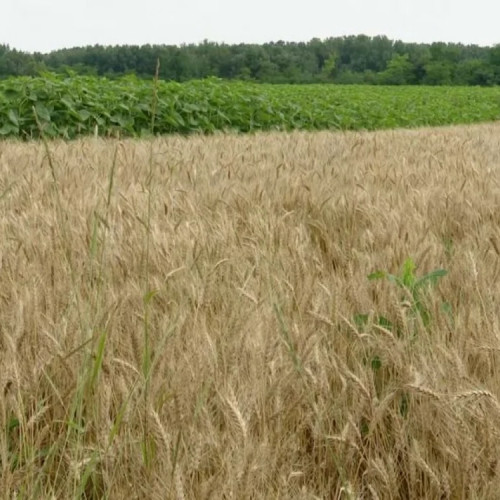 Graul roșu din Botoșani: o cereală de lux pierdută în negura vremurilor