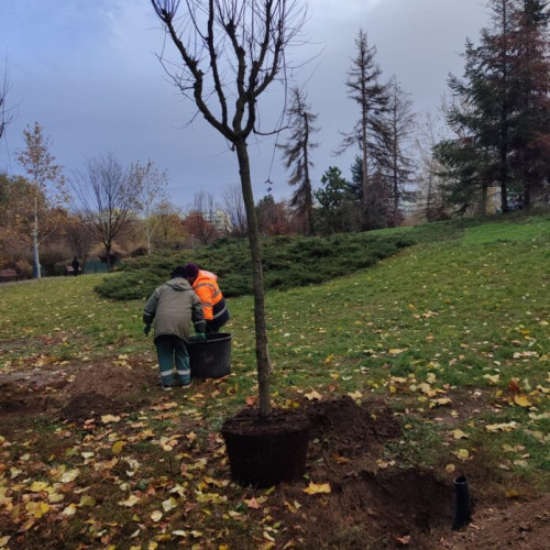 Administratia Domeniului Public Sector 2 a plantat 31 de arbori în Parcul Circului