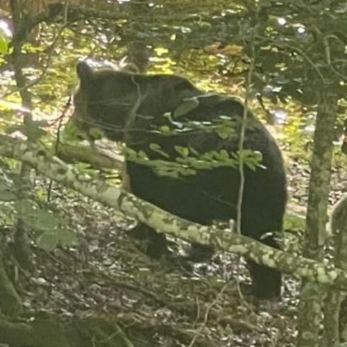 Ursoaică cu trei pui observată în zona Dealului Mamut de lângă Alba Iulia