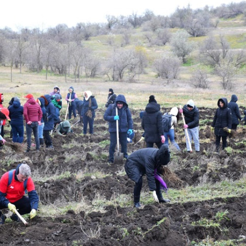 Acțiunea de plantare din comuna Cumpăna contribuie la un viitor verde