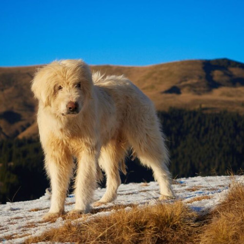 Câine abandonat pe munte salvat de muncitorii forestieri