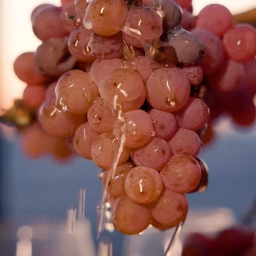 Întreaga poveste a vinului de gheață de la Jidvei