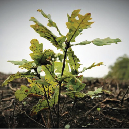 Romsilva anunță campania de împăduriri pentru toamna acestui an