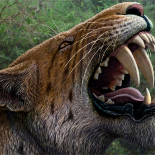 O felină preistorică descoperită în permafrostul siberian