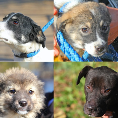 Adoptă un câine: Peste 400 de suflete așteaptă o șansă în Constanța