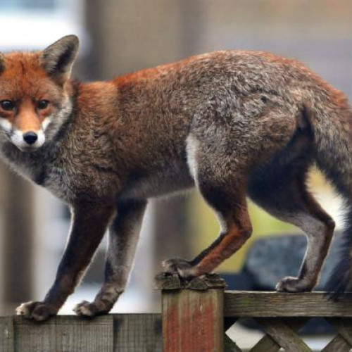 Prezența vulpilor pe străzile din Cluj-Napoca îngrijorează locuitorii